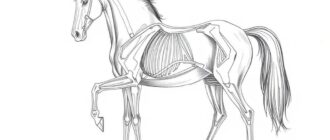 Рисунок лошади анатомия и грация