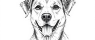 Рисунок собак характер и породы